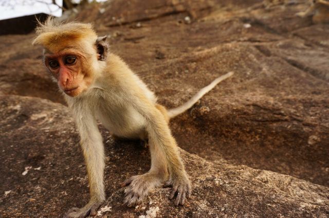 而且发现这里的猴子有一个很明显的特征,那就是基本上都是平头(俺家