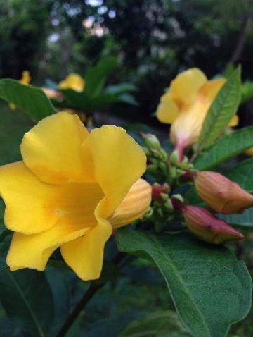 好男人花.因为没花心,不会招蜂引蝶. 兴隆热带植物园