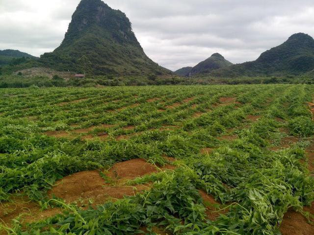 覃元鲜为好食材--高山生态淮山"代言",都是无污染,用农家肥种植的哦