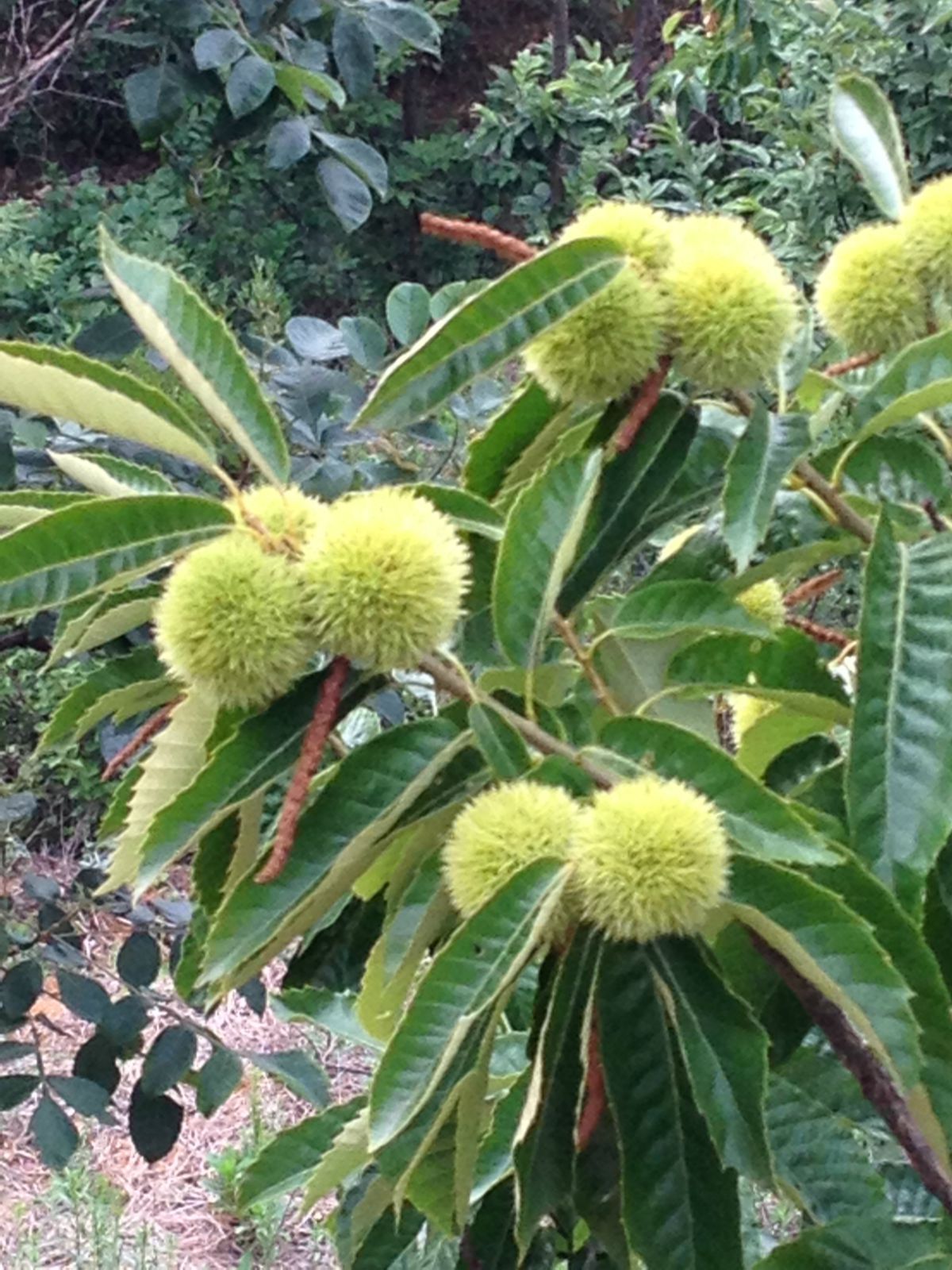 板栗 chestnut 禄劝 luquan county