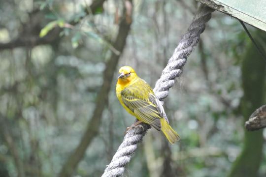 南非丝雀(cape canary)