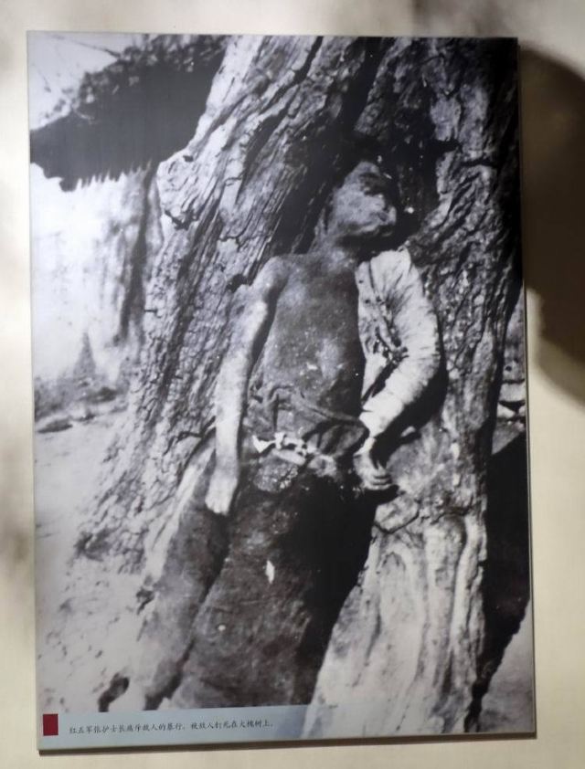 宁死不屈的西路军女战士 这是被敌人绑在树上剖腹的西路军女护士照片