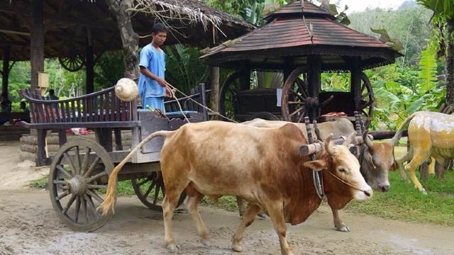 淘宝预定的safari四合一,牛车,骑大象,猴子表演,大象表演都齐了 杭州