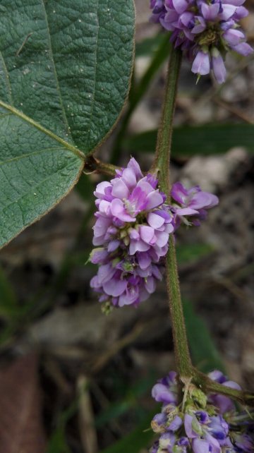 西双版纳森林公园附近石场