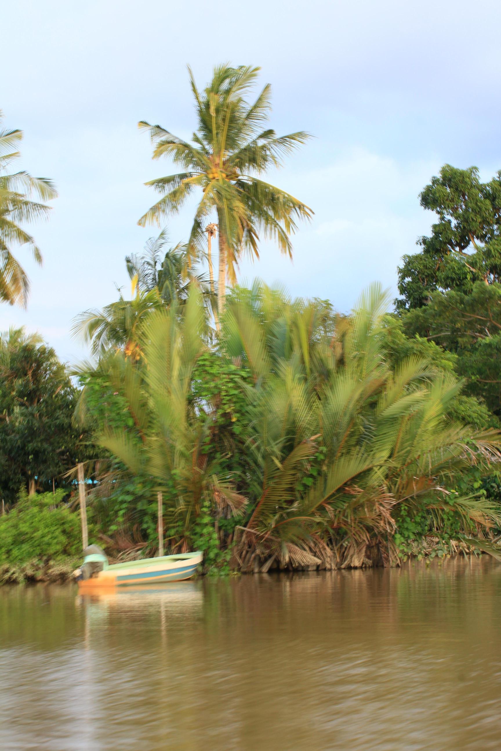 马来西亚亚庇红树林