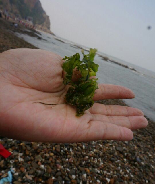 海草?