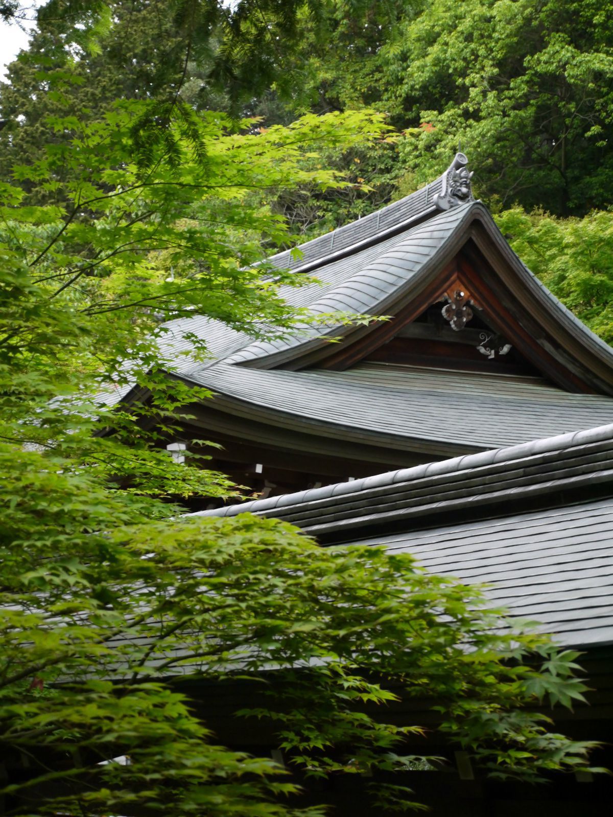 京都京都府龙安寺图片