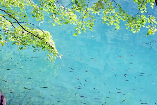 清澈的湖水里有许多小鱼游过