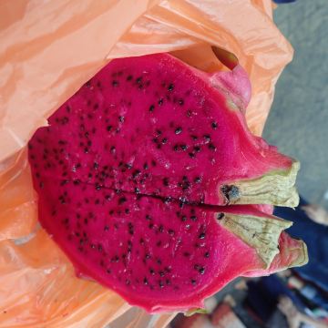 红色火龙果5马币