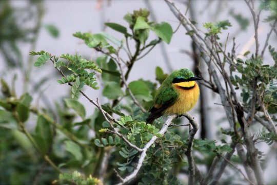 高清大片动物世界 肯尼亚 - 芝麻tu