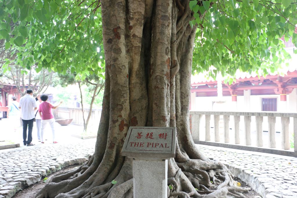 寺內古木參天,特別是菩提樹很有年限,據說,菩提樹非常乾淨,不生蟲子