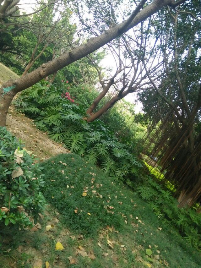 石狮湖东公园攻略,石狮湖东公园门票/游玩攻略/地址/图片/门票价格