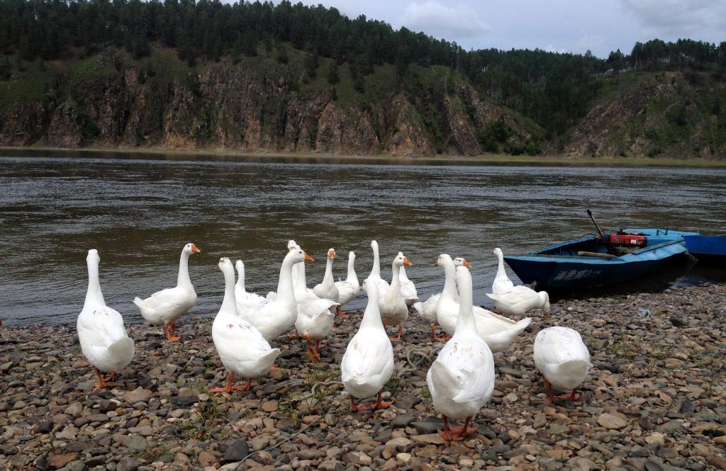 离开北极,进入北红,首次闯入镜头的是这群悠闲的鹅