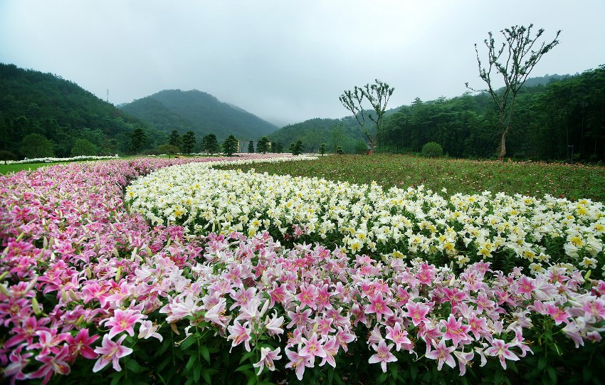 东钱湖南苑花博园