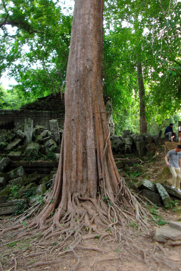 乱石中的参天大树,树根裸露在外,叹奇顽强的生命力.