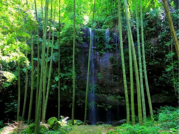 中国哪里的竹林最壮观,最值得去的竹林在哪里?蜀南竹海不得不去