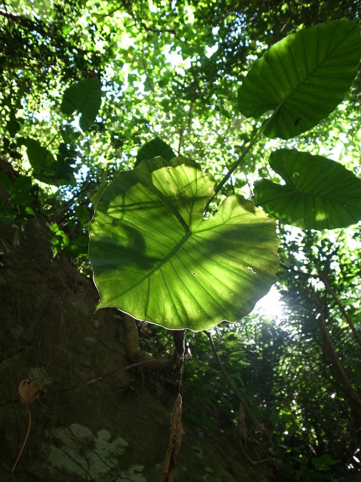 闊葉植物 太魯閣國家公園