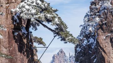 安徽省黄山风景区探海松
