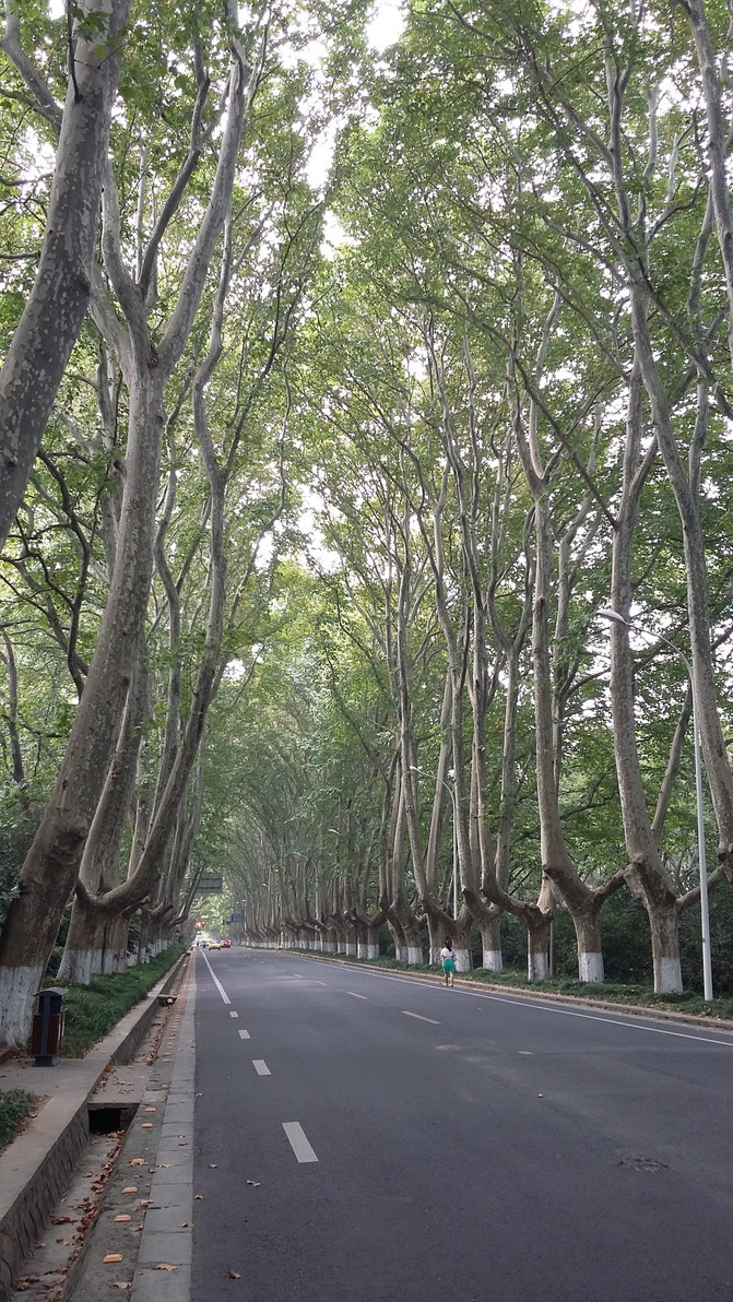 陵园路两侧种植南京最主要的行道树法国梧桐,法国梧桐遍布南京.
