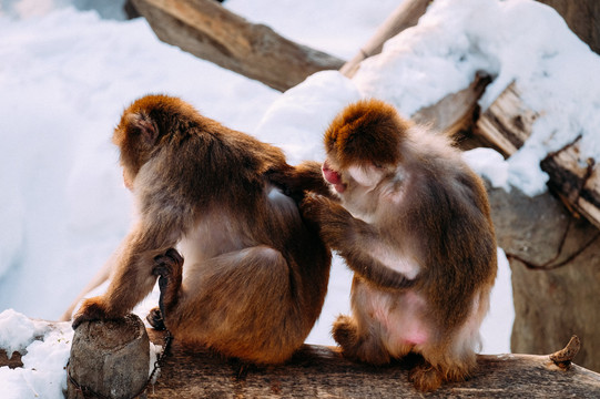 申猴春行北海道,千里独影道南雪——2016年春节一个人的冰雪之旅