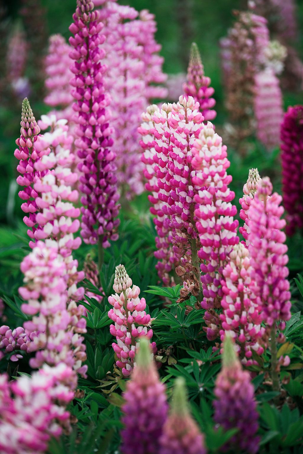 人间四月天,春色满园花胜锦--记扬州马可波罗花世界