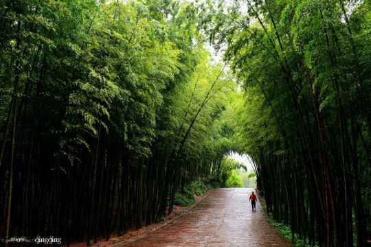三峡 天坑 竹海~邮轮 自驾 洗肺