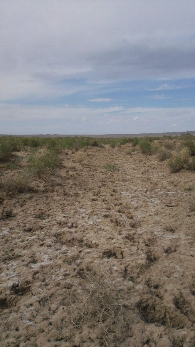 一望无际的盐碱地 盐碱地