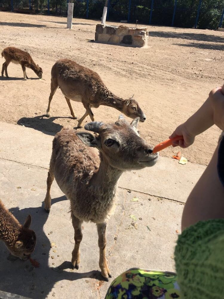 第1天 2016-05-07 北京野生動物園 廊坊固安福朋喜來登酒店