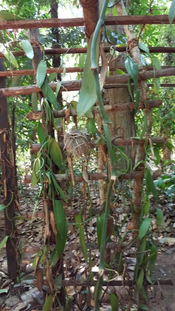 香草(vanilla)通常吃冰激凌时会说是奶油味的,就是这个植物的豆荚制出