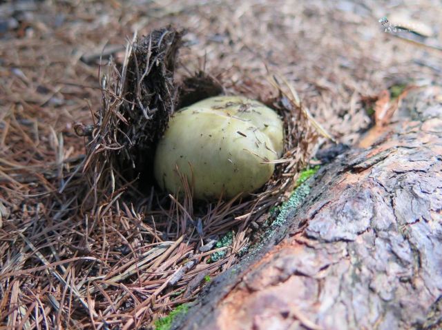 湿润的朽木根系旁还不断萌发着新的生命.