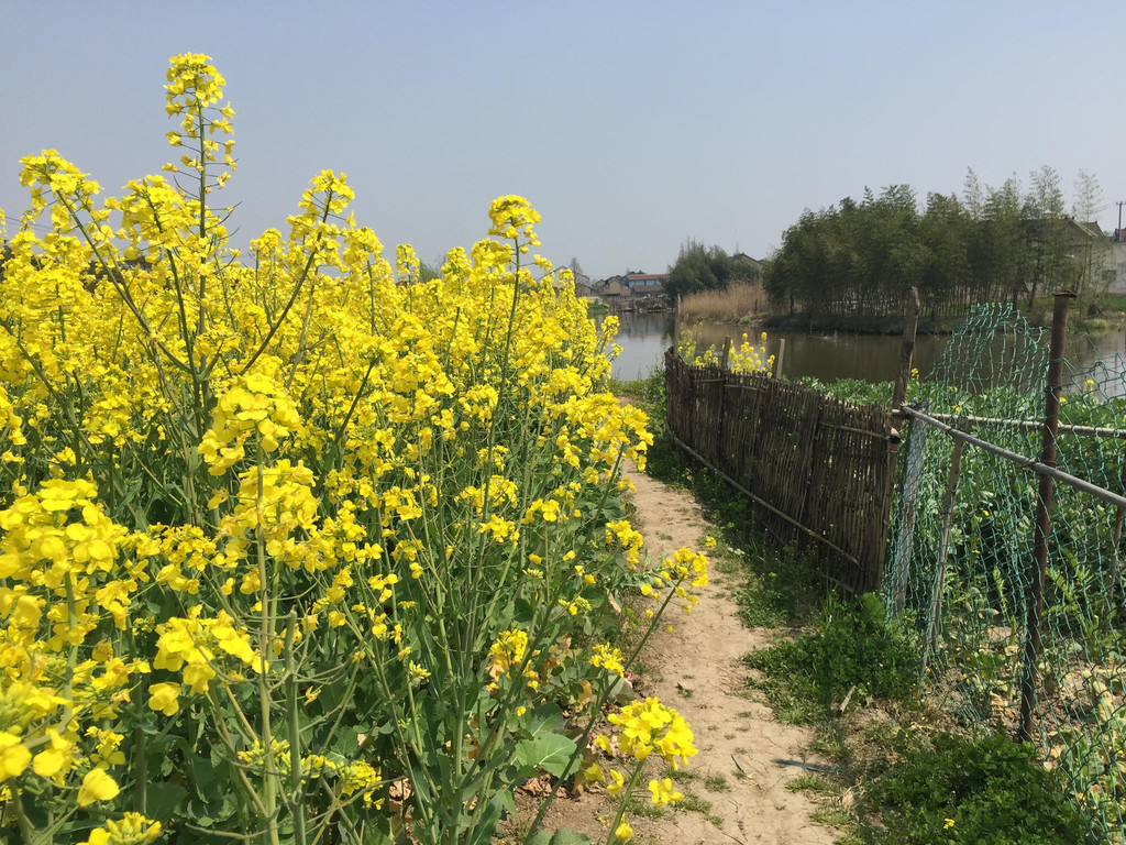 追趕春天——上海也有油菜花