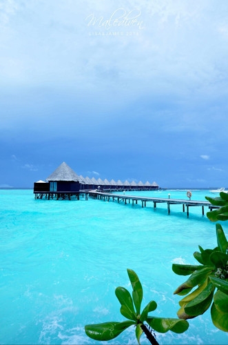 马尔代夫蓝色美人蕉岛 - 蓝色美人蕉岛游记攻略