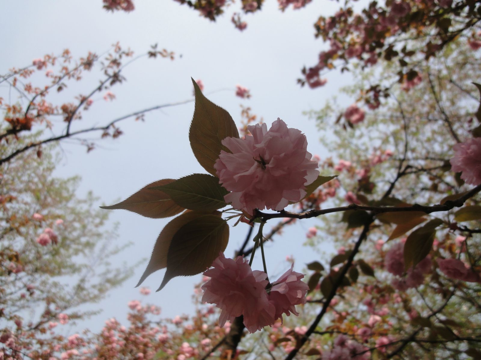 宛委山樱花节,绍兴