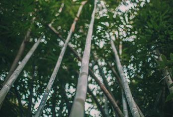 四川宜宾蜀南竹海一日游【2-6人小团+宜宾市区接送】【宜宾市区上门接送】