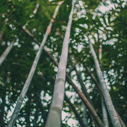 四川宜宾蜀南竹海一日游【2-6人小团+宜宾市区接送】