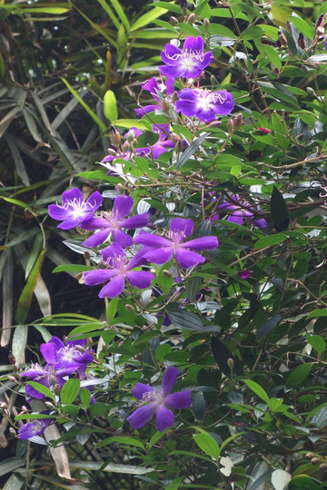 第一次见孔雀木和巴西野牡丹,真是美得不要不要的~那些挺拔的竹,幽绿