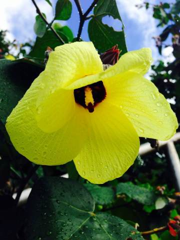 美丽的夏威夷州花:扶桑花.