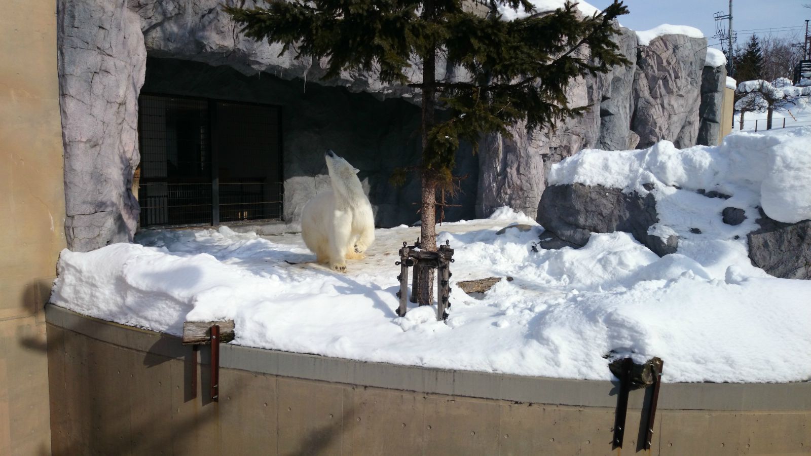 北极熊扭头 旭山动物园