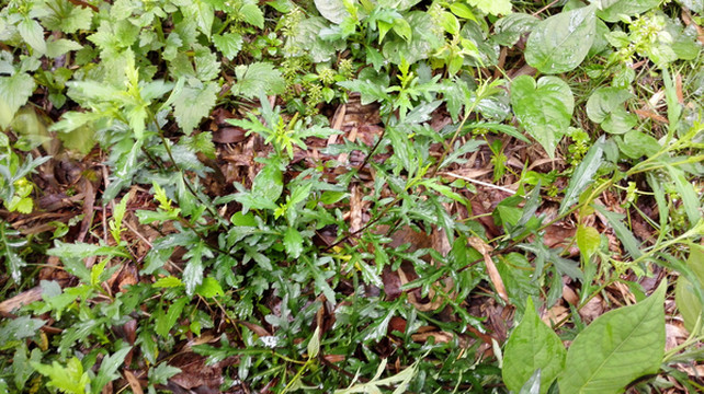 马兰头,也叫马兰丹,刚认识不久,楼下院子边就有一丛,这一丛不够一餐