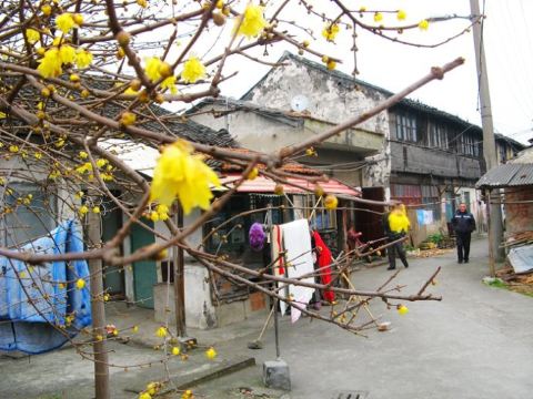 泖港镇老街面临"危"机