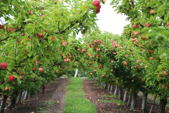 同一片果园,种了好多不同品种,正是丰收的季节,硕果累累! 苹果谷