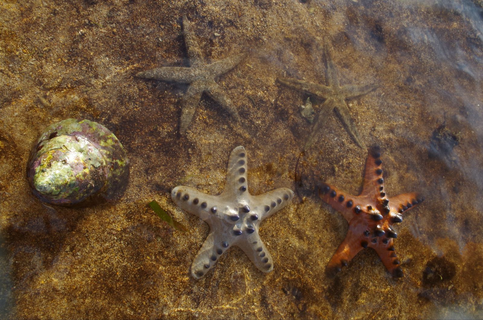 海灘上隨處可見的海星,還有好多未知名的生物. 藍夢島