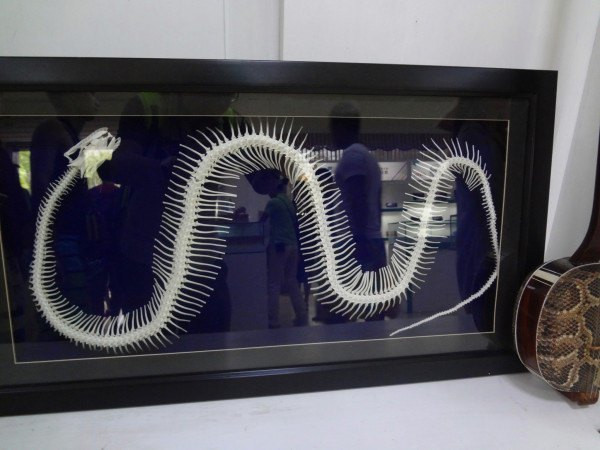 这是在蟒蛇馆里拍的很喜欢这个蛇骨头