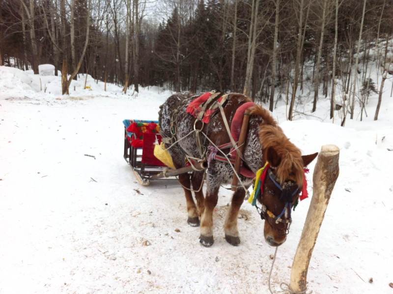 穿越时看见的马车,小马也是蜷着,在风中有点瑟瑟发抖,睫毛和身上很多