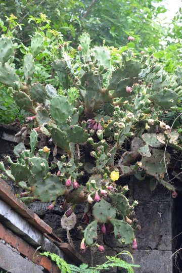 阳光,沙滩,仙人掌——我的澎湖趴趴走