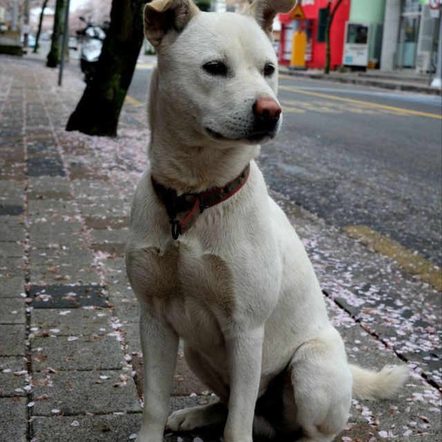 大韩民国田园犬 表善