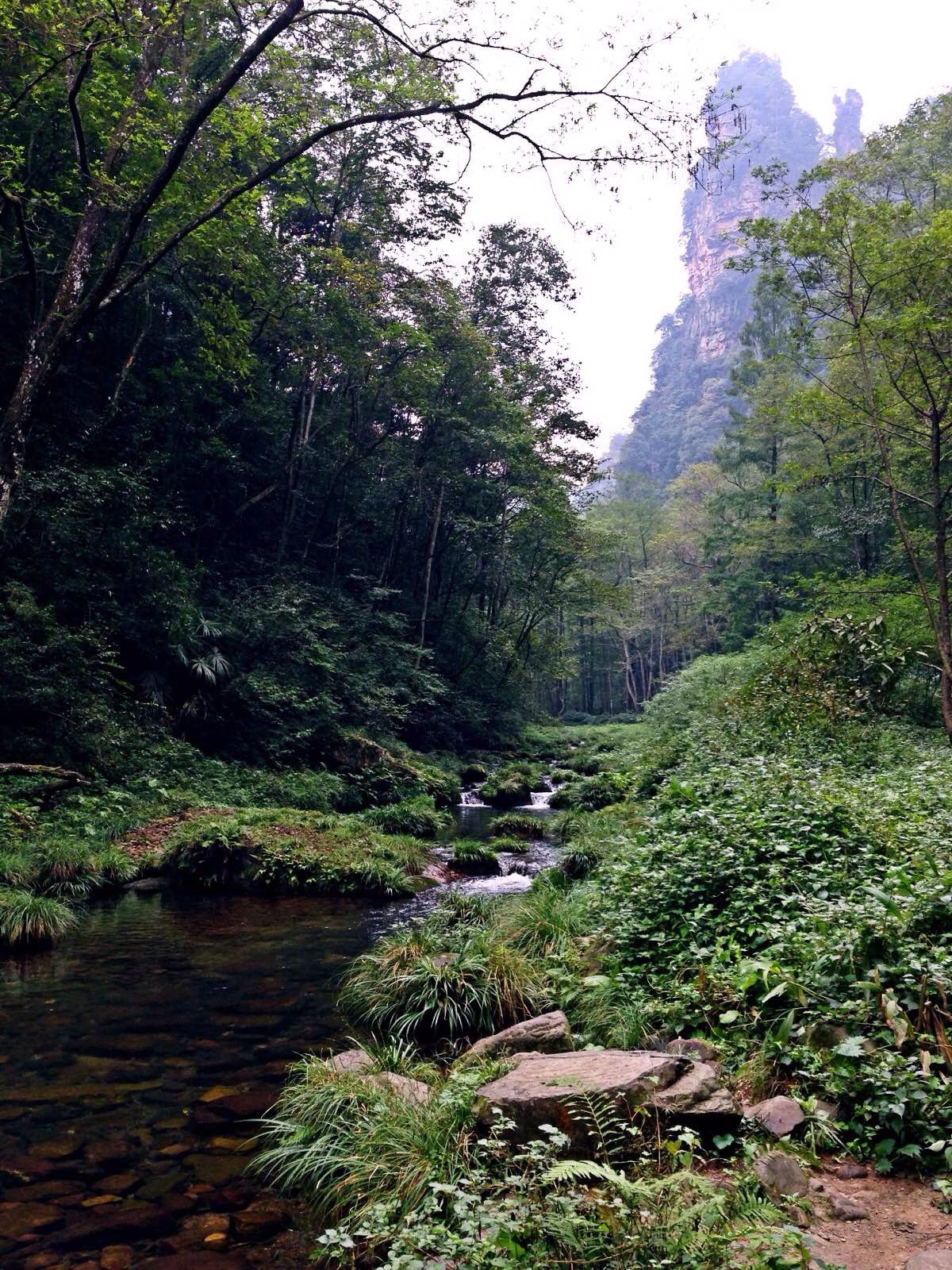 金鞭溪大峡谷 携程网