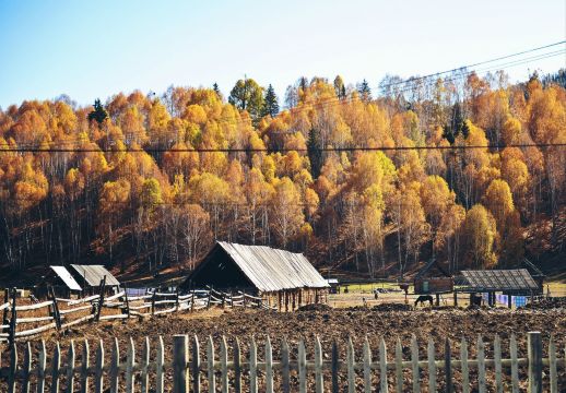 秋天的童话都在北疆