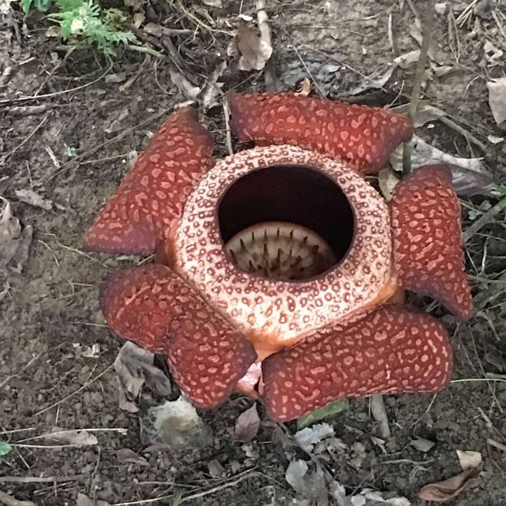 大王花,特地去