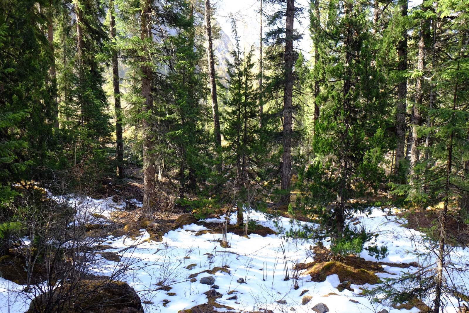 有一条栈道穿越冷杉林,这个高度大概3900米,林子中积雪都没化.